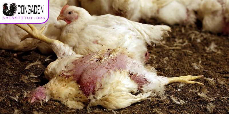 Bệnh thường gặp ở gà thả vườn - Nhận biết và phòng trị 5 Bệnh hô hấp là căn bệnh thường gặp ở gà thả vườn