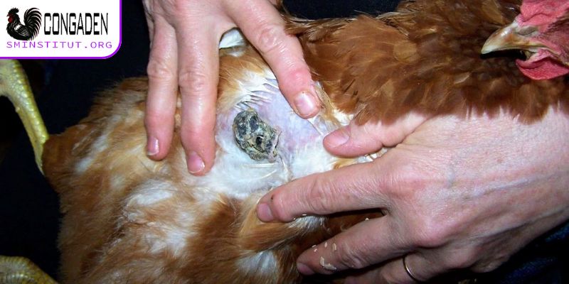 Bệnh ký sinh trùng đường máu ở gà - Cách điều trị từ A-Z 4 Bệnh ký sinh trùng đường máu ở gà