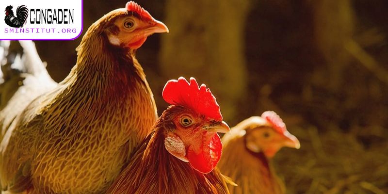 Biết cách lựa chọn giống bố mẹ phòng ngừa bệnh