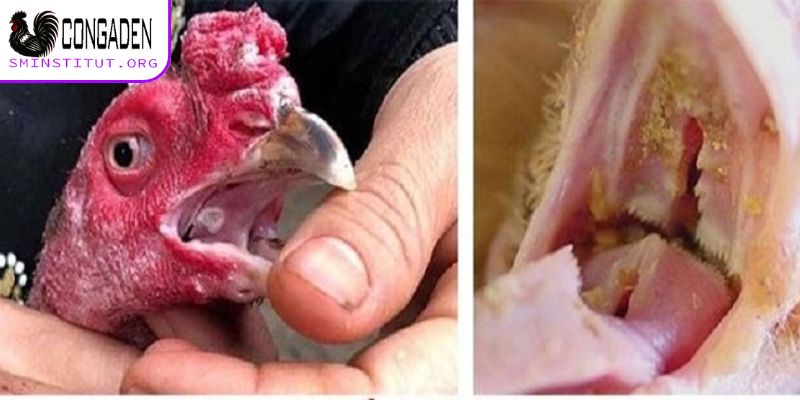 Cách chữa mốc cho gà chọi - Hướng dẫn hiệu quả tại nhà 4 Cách chữa mốc cho gà chọi