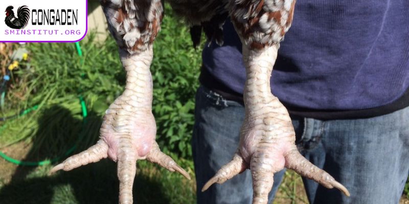 Gà bị sưng khớp chân - Nguyên nhân và cách điều trị 6 Cách nhận biết gà bị sưng khớp chân