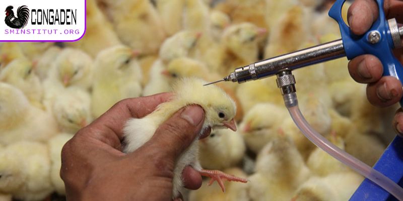 Bệnh ký sinh trùng đường máu ở gà - Cách điều trị từ A-Z 7 Cách phòng bệnh ký sinh trùng đường máu ở gà