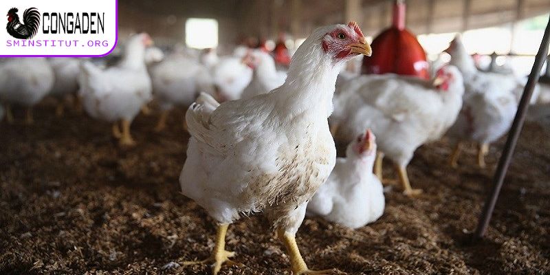 Cách phòng ngừa bệnh Gumboro ở gà chọi