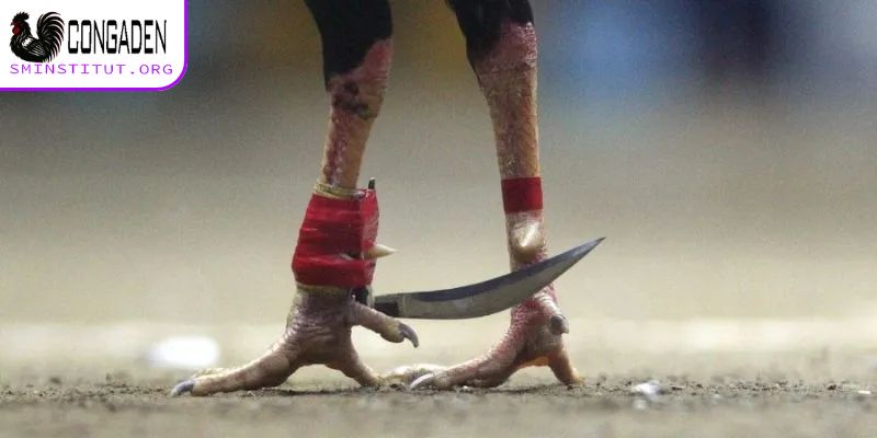 Quấn cựa gà đá - Bí quyết giúp gà ra đòn chuẩn xác 6 Cách quấn cựa gà đá hiệu quả cho kê thủ