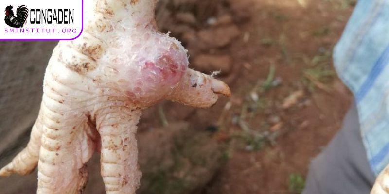 Gà bị sưng khớp chân - Nguyên nhân và cách điều trị 7 Cách thức điều trị khi gà bị sưng khớp chân