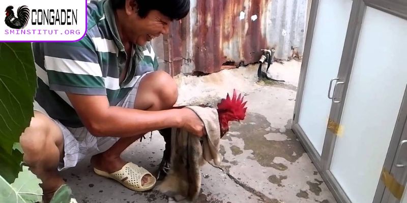 Cách ngâm rượu bóp cho gà chọi - Gân cốt khỏe, sung mãn! 6 Cần chuẩn bị những gì trước khi ngâm rượu bóp cho gà