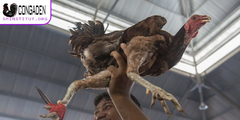 Trang Chủ 14 Chọn gà có sức khoẻ tốt