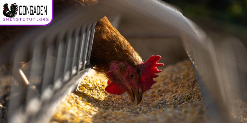 Gà ăn không tiêu - Nguyên nhân, cách chữa trị hiệu quả 6 Gà ăn không tiêu sẽ có hậu quả thế nào khi lâu dài