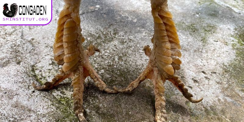 Gà chân lông vảy loạn