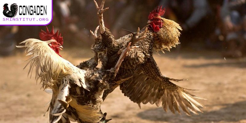 Cách nhận diện vảy gà chọi xấu