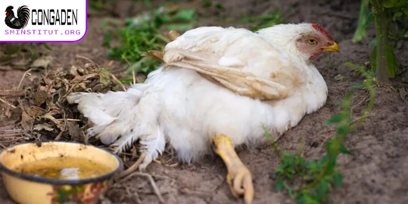 Bệnh thường gặp ở gà thả vườn - Nhận biết và phòng trị 6 Gà mắc bệnh về đường ruột thường bị tổn hại nặng