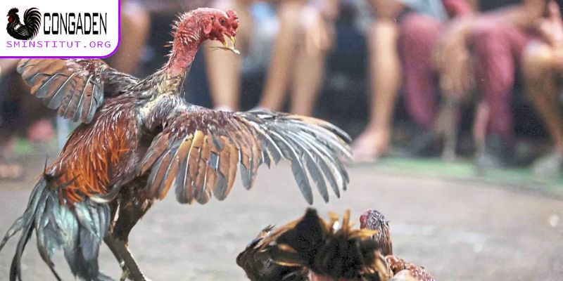 Trang Chủ 11 Không gian xem đá gà bảo mật