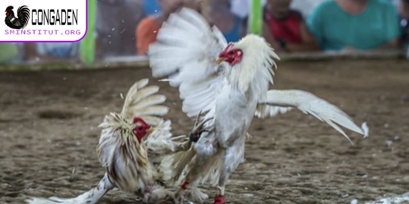 Trang Chủ 10 Link xem trực tiếp gà chọi chất lượng