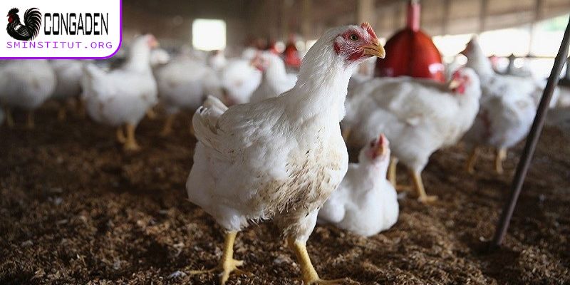 Nguyên nhân gà chết đột ngột - Phòng tránh dịch bệnh 4 Nguyên nhân gà chết đột ngột