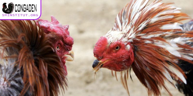 Trang Chủ 12 Những hình thức đá gà nổi tiếng