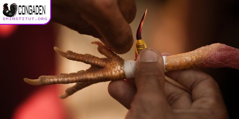 Quấn cựa gà đá - Bí quyết giúp gà ra đòn chuẩn xác 5 Quấn cựa gà đá có tầm quan trọng ra sao