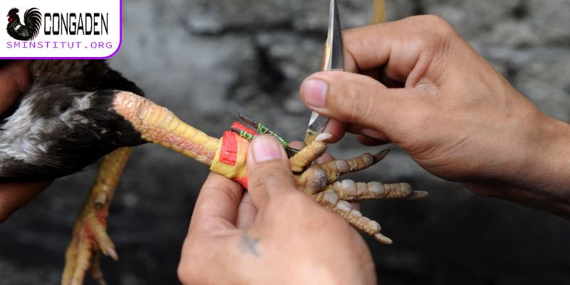 Quấn cựa gà đá - Bí quyết giúp gà ra đòn chuẩn xác 4 Quấn cựa gà đá