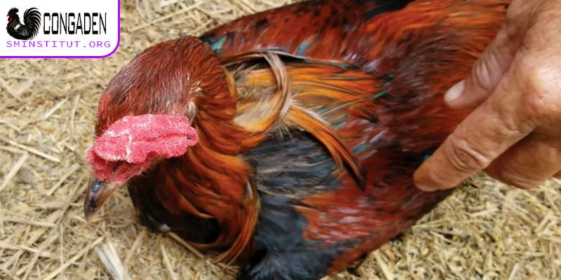 Tác hại của bệnh hen gà cần hiểu rõ