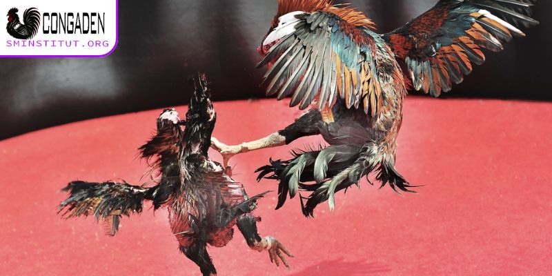 Trang Chủ 9 Thông tin về trang Congaden (Con Gà Đen)