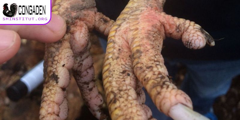 Gà bị sưng khớp chân - Nguyên nhân và cách điều trị 5 Vì sao xảy ra tình trạng gà bị sưng khớp chân?