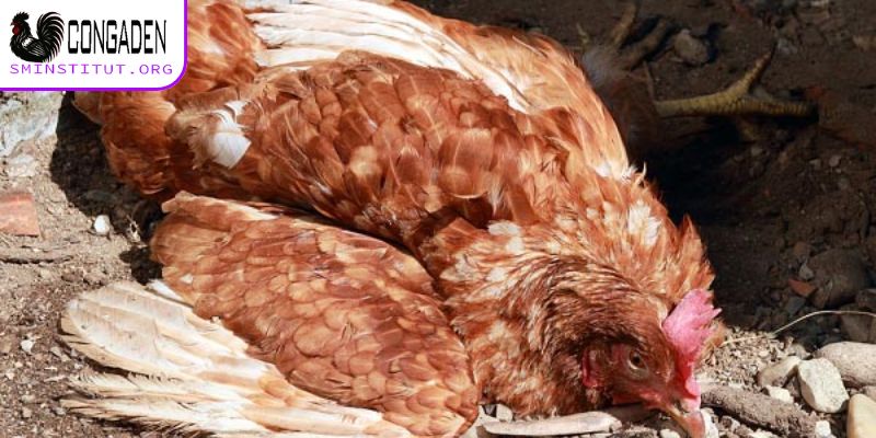 Nguyên nhân gà chết đột ngột - Phòng tránh dịch bệnh 6 Yếu tố môi trường cũng gây ảnh hưởng khá lớn đến gà